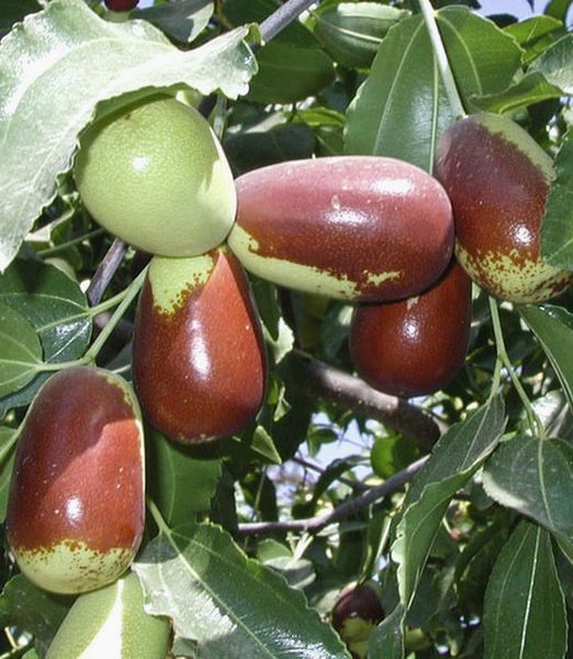Ziziphus jujuba ‘Lang’